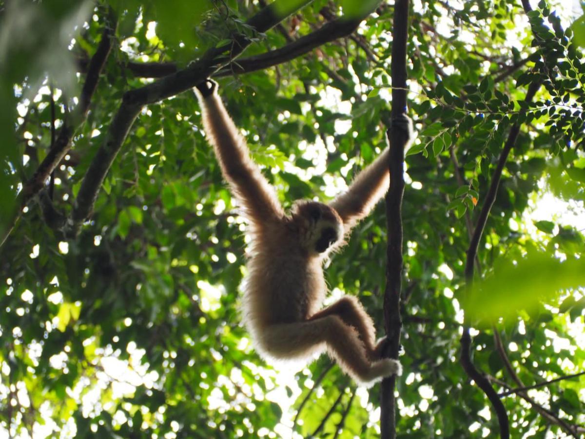 Lucky Bamboo'Bungalows-Resto And Orangutan Jungle Trekking Tours Букит-Лаванг Экстерьер фото
