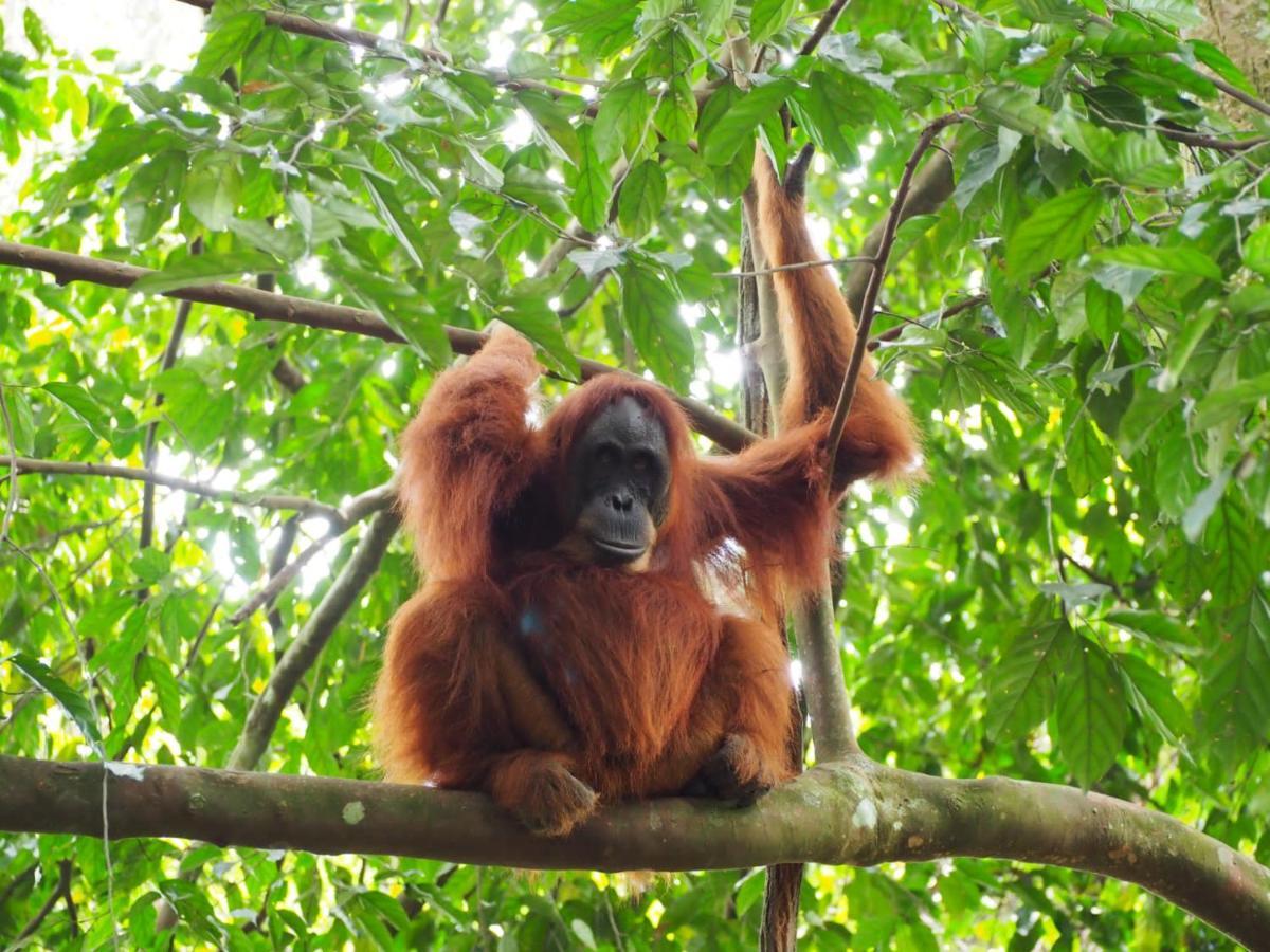 Lucky Bamboo'Bungalows-Resto And Orangutan Jungle Trekking Tours Букит-Лаванг Экстерьер фото