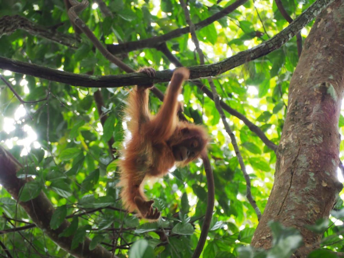 Lucky Bamboo'Bungalows-Resto And Orangutan Jungle Trekking Tours Букит-Лаванг Экстерьер фото
