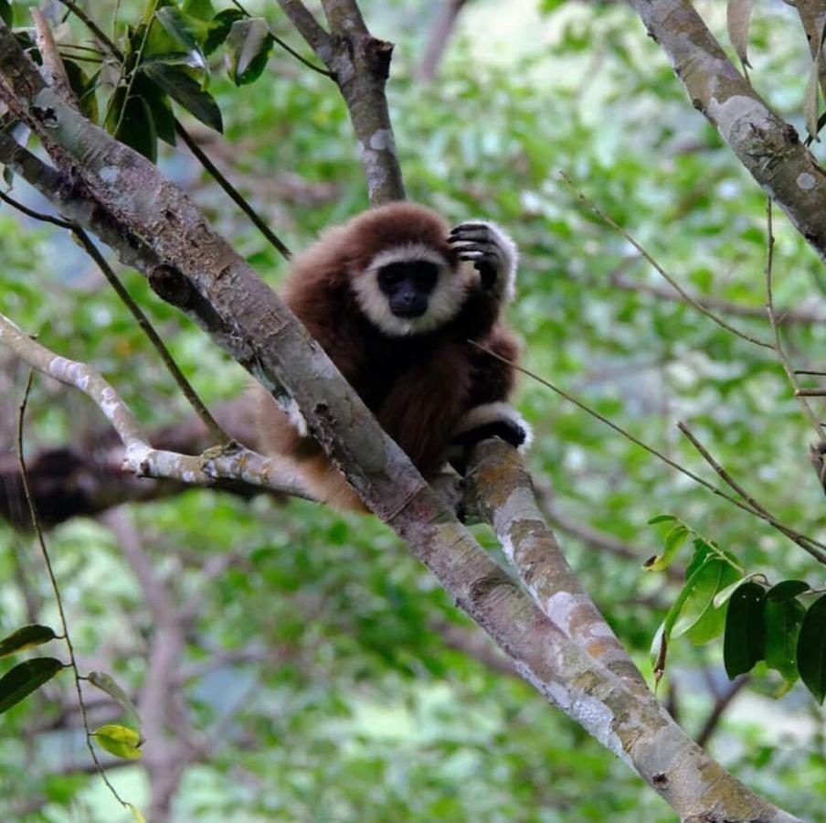 Lucky Bamboo'Bungalows-Resto And Orangutan Jungle Trekking Tours Букит-Лаванг Экстерьер фото