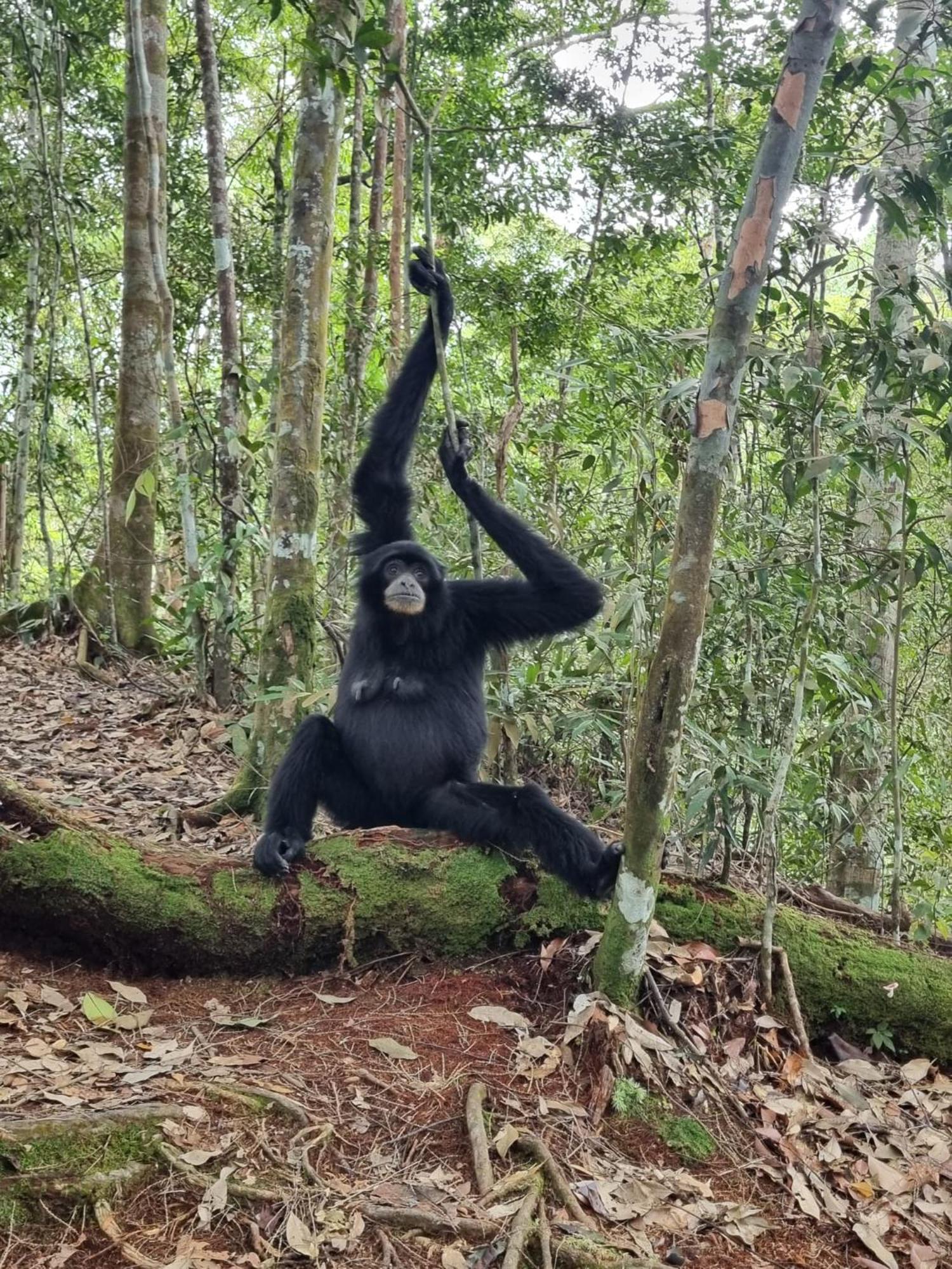 Lucky Bamboo'Bungalows-Resto And Orangutan Jungle Trekking Tours Букит-Лаванг Экстерьер фото