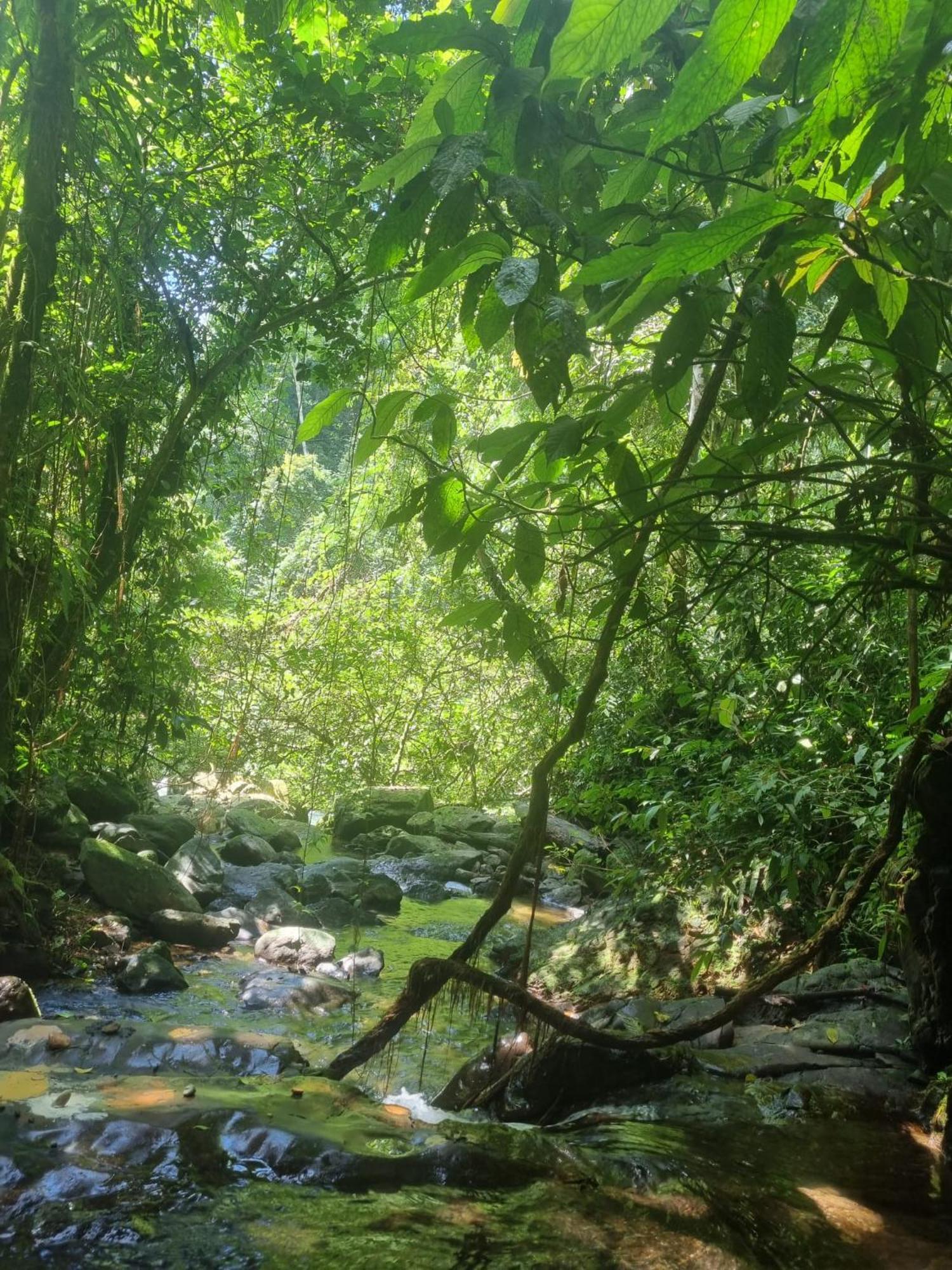 Lucky Bamboo'Bungalows-Resto And Orangutan Jungle Trekking Tours Букит-Лаванг Экстерьер фото