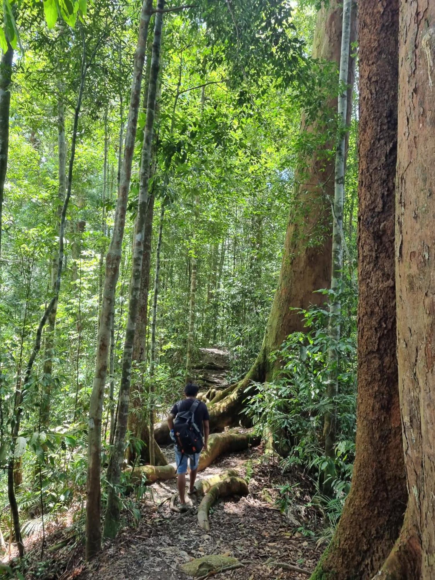Lucky Bamboo'Bungalows-Resto And Orangutan Jungle Trekking Tours Букит-Лаванг Экстерьер фото