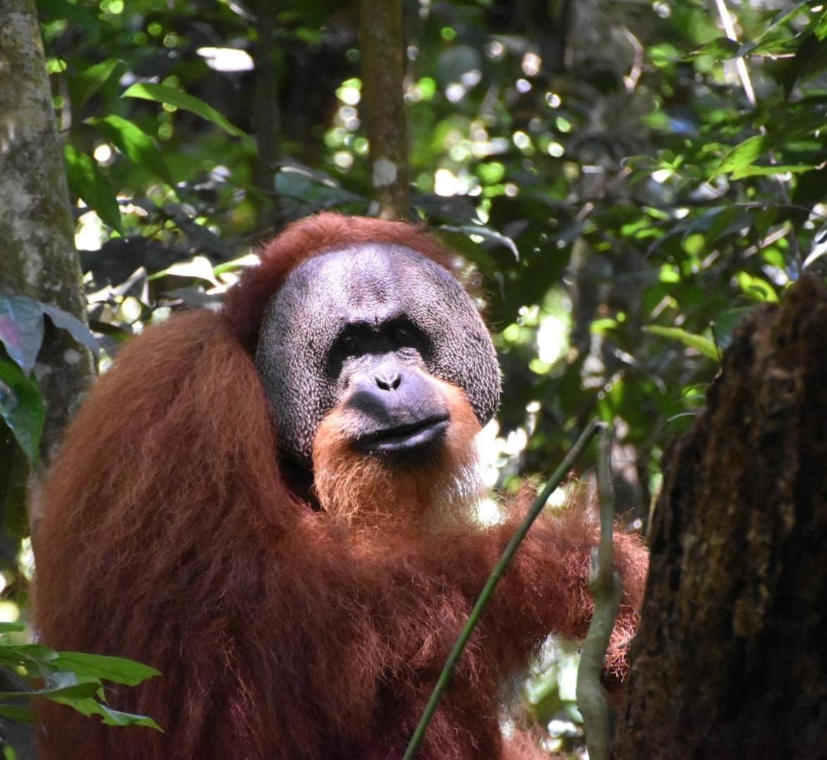 Lucky Bamboo'Bungalows-Resto And Orangutan Jungle Trekking Tours Букит-Лаванг Экстерьер фото