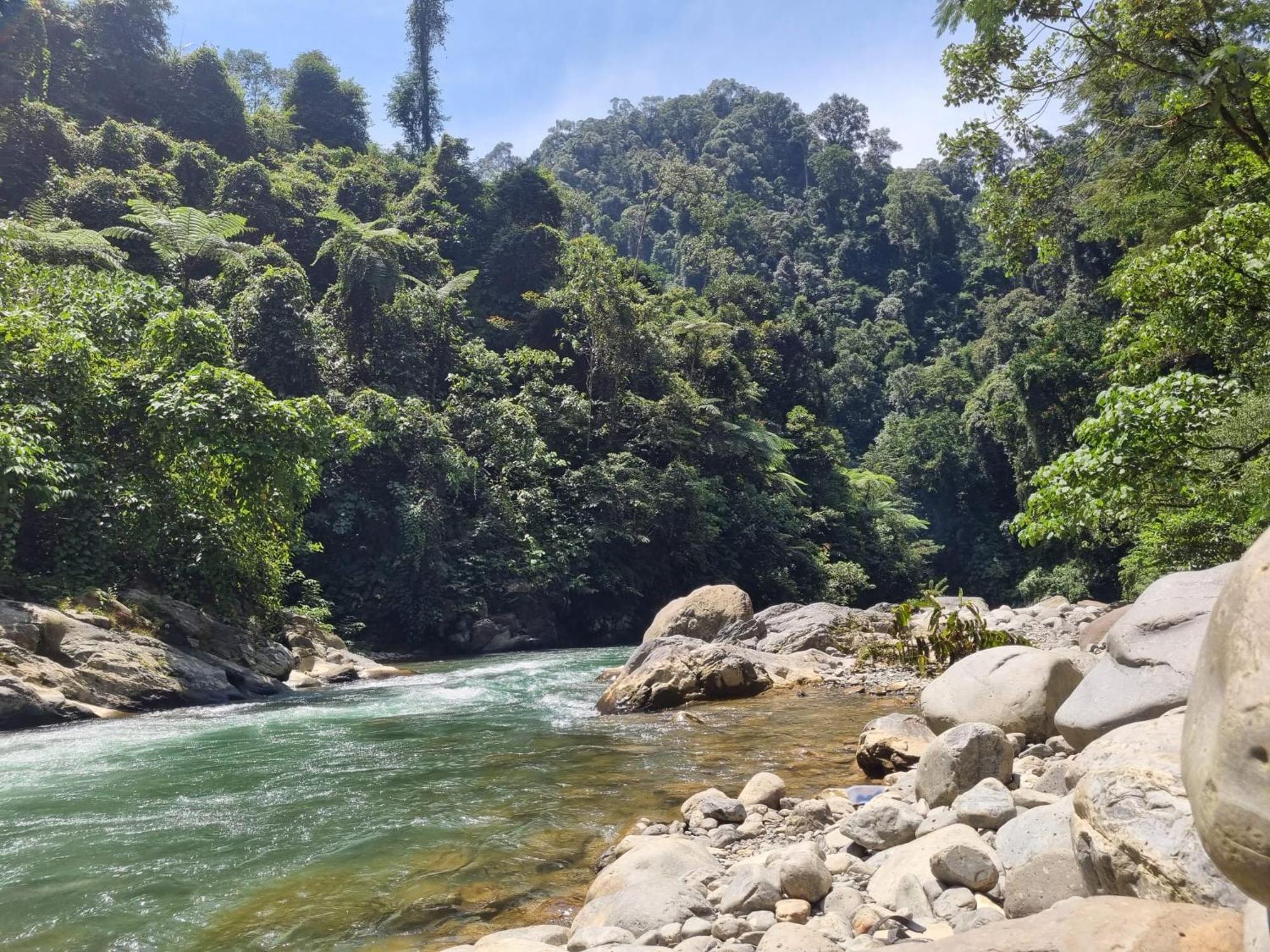 Lucky Bamboo'Bungalows-Resto And Orangutan Jungle Trekking Tours Букит-Лаванг Экстерьер фото
