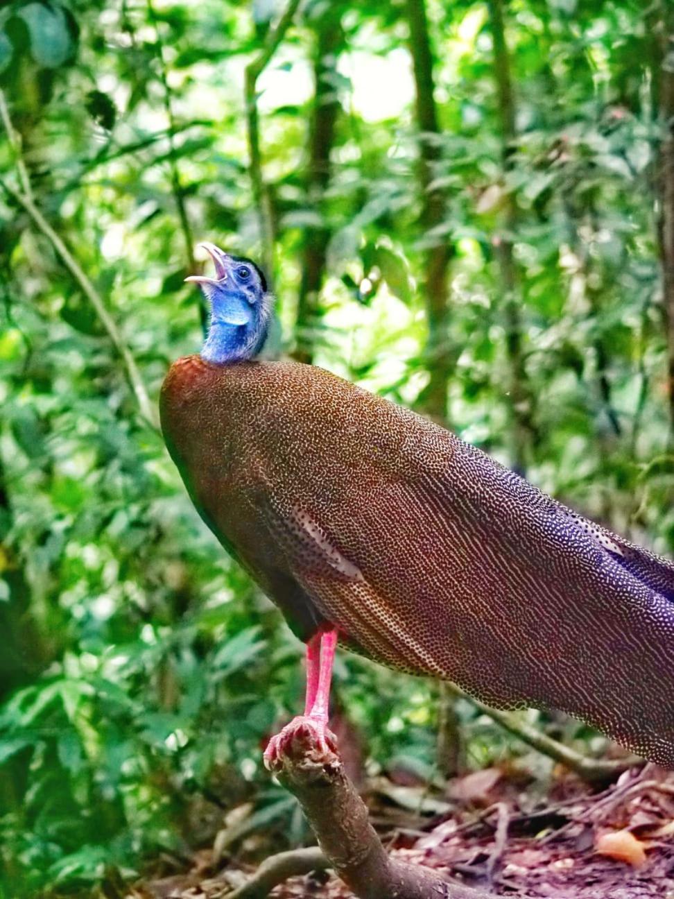 Lucky Bamboo'Bungalows-Resto And Orangutan Jungle Trekking Tours Букит-Лаванг Экстерьер фото