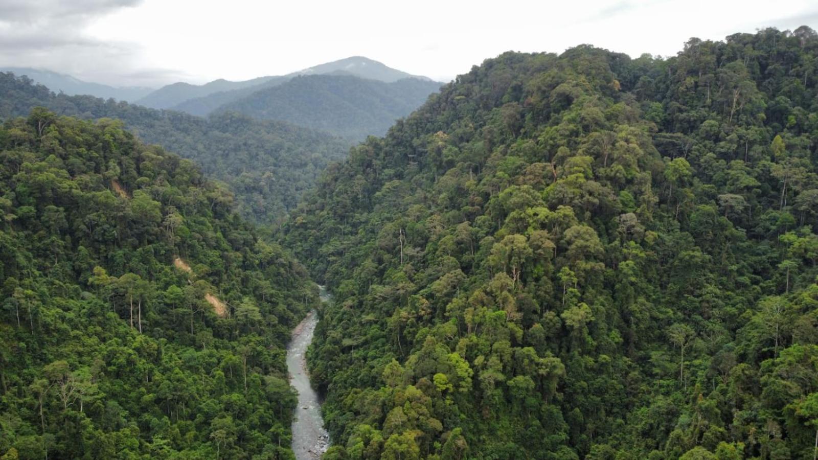 Lucky Bamboo'Bungalows-Resto And Orangutan Jungle Trekking Tours Букит-Лаванг Экстерьер фото