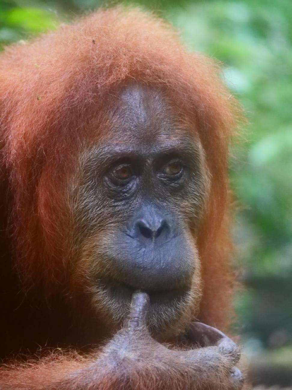 Lucky Bamboo'Bungalows-Resto And Orangutan Jungle Trekking Tours Букит-Лаванг Экстерьер фото
