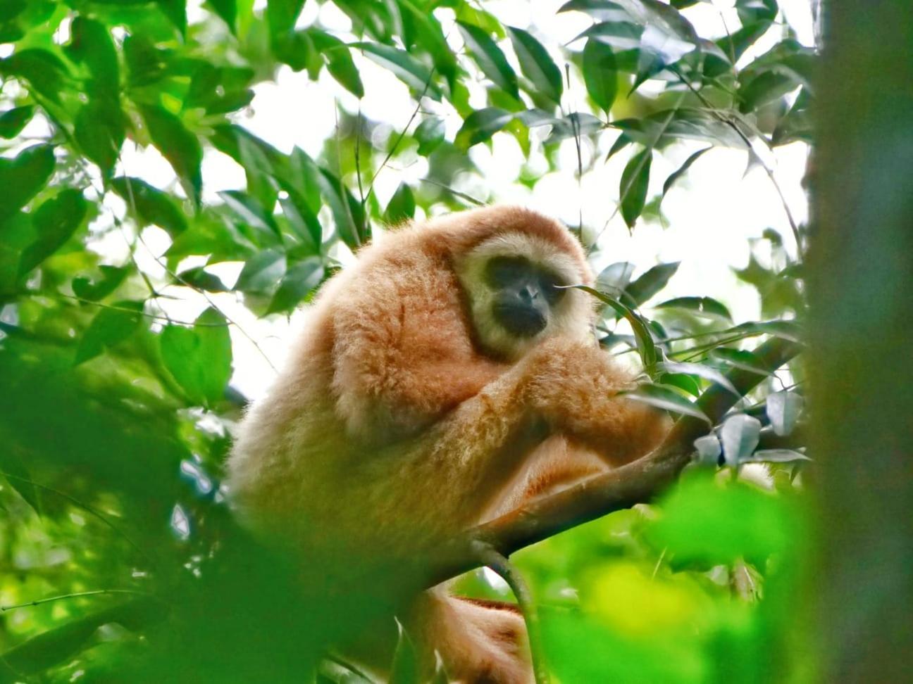 Lucky Bamboo'Bungalows-Resto And Orangutan Jungle Trekking Tours Букит-Лаванг Экстерьер фото