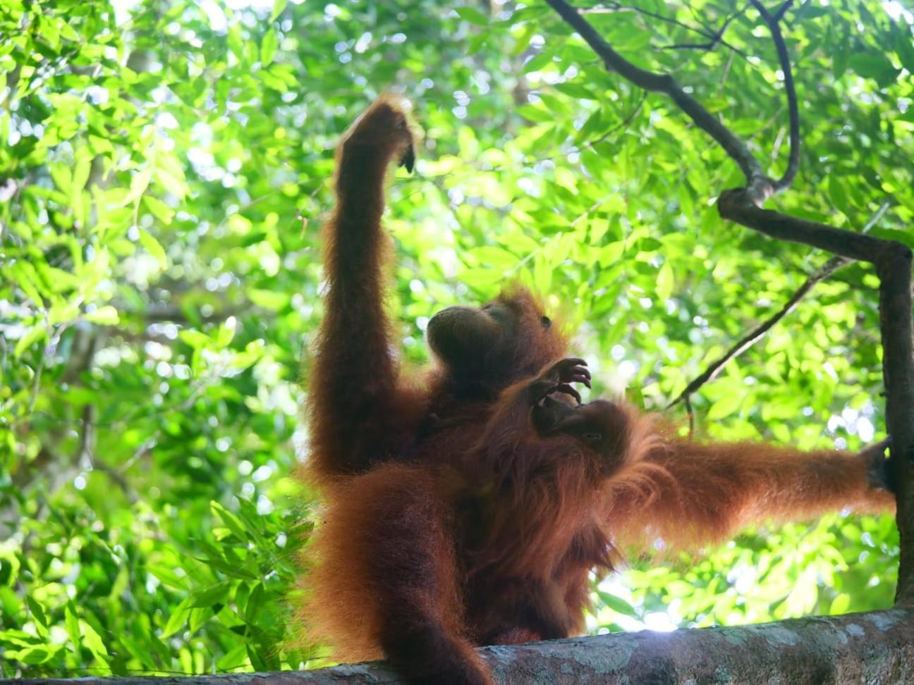 Lucky Bamboo'Bungalows-Resto And Orangutan Jungle Trekking Tours Букит-Лаванг Экстерьер фото