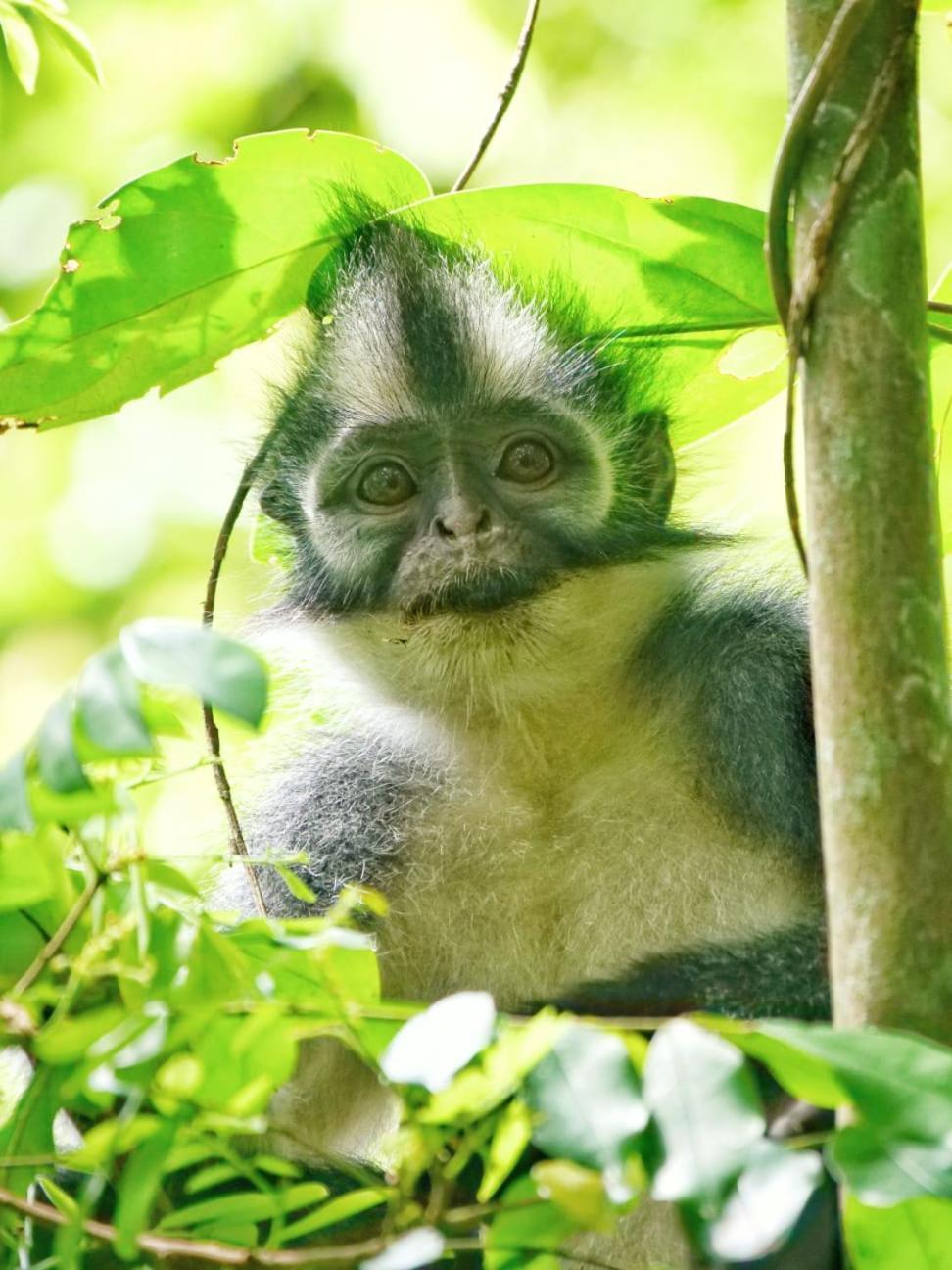 Lucky Bamboo'Bungalows-Resto And Orangutan Jungle Trekking Tours Букит-Лаванг Экстерьер фото
