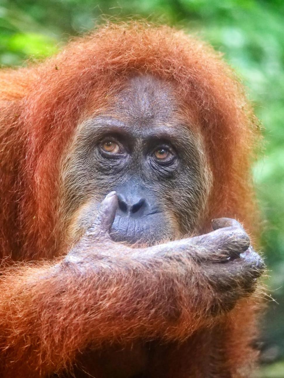 Lucky Bamboo'Bungalows-Resto And Orangutan Jungle Trekking Tours Букит-Лаванг Экстерьер фото